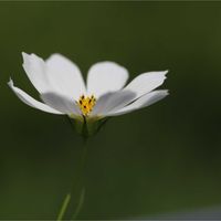 オオイヌノフグリ,オオイヌノフグリ,コスモス,コスモス,ヨメナの画像