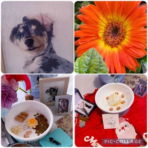 ガーベラ,部屋の中,スマホ撮影,ベテラン乙女倶楽部,花友さんに感謝♡の画像