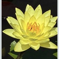 温帯性スイレン,温帯性睡蓮,温帯性睡蓮,睡蓮の池♪,平塚花菜ガーデンの画像