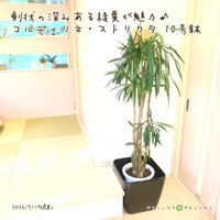 コルディリネ ストリクタ,コルディリネ ストリクタ,コルジリネ・ストリクタ ,コルジリネ・ストリクタ ,観葉植物の画像
