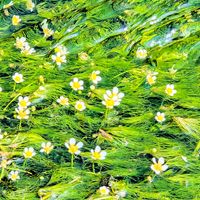 梅花藻,バイカモ,バイカモ(梅花藻),お花,川のある風景の画像