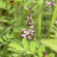 コマツナギ,ササグモ,山野草,里山,昆虫シリーズの画像