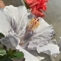 シロタエギク,ハイビスカス,小さな庭の画像