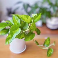 ポトス,ポトス　グローバルグリーン,ポトス　グローバルグリーン,観葉植物,ガーデニングの画像