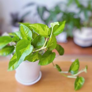 ポトス,ポトス　グローバルグリーン,ポトス　グローバルグリーン,観葉植物,ガーデニングの画像