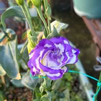 トルコキキョウ,アデニウム,ケイトウホルン,挿し木,金曜日の蕾たちの画像