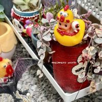 ハートカズラ斑入り《レディハート》,多肉植物,今日も笑顔で♡,錦の日,にぃさんの日の画像