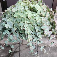 ミセバヤ,ミセバヤ,大きく元気になってます,蕾発見！,可愛い❤の画像