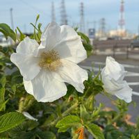 エキナセア,サントリナ,スカビオサ,ハマナス,シロバナハマナスの画像