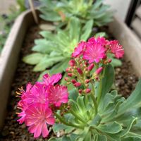 レウィシア,和む,花のある暮らし,ありがとう❤️,やさしい気持ちの画像