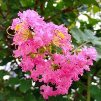 アボカド,サルスベリ,フェンネル,ワタ,ウイキョウの画像