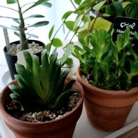 オブツーサ,ハオルチア,ハオルチア玉扇,多肉植物,室内組の画像