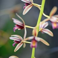 シンビジウム,マクロレンズ,咲くやこの花館,お出かけ先にて,ミラーレス一眼の画像