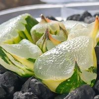 魔蠍大帝錦,ハオルチア属,多肉ちゃん,ボタニカルライフ,ベランダーの画像