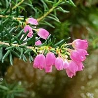 エリカ,小さな花,えりか,花に癒されて,花友さんにエールの画像