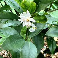 金柑の花,金柑の画像