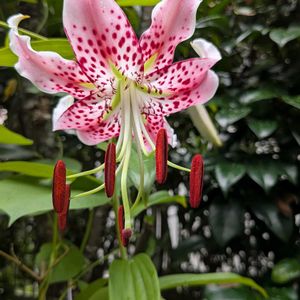 花木,植木鉢,花いろいろ,バラと夢CLUB,おうち園芸の画像