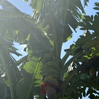 バナナ,フィリピン,Philippine,ILOILO,お出かけ先の画像
