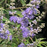 セイヨウニンジンボク,ハマナス,今日のお花,お出かけ先の画像