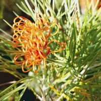 グレビレア,グレビレア　キングスファイア,オージープランツ,aussie garden,My Favoritesの画像