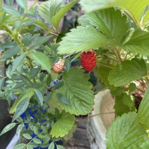 ワイルドストロベリー,鉢植え,フロントガーデン,玄関アプローチの画像