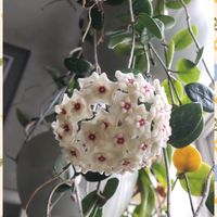 ホヤ・クミンギアナ,ホヤ・ベラ,ホヤ・パキクラダ,ホヤ・マチルダ,ホヤ・クインクルエイトの画像