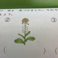 ナズナの画像