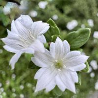 ハクチョウゲ,ハクチョウゲ ピンクミスティック,斑入りハクチョウゲ,かわいいな♡,お花が好き♡の画像