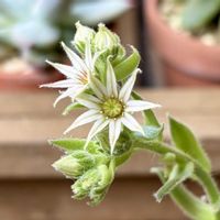 バニラシフォン,センペルビウム,多肉植物,鉢植え,ダイソーの画像
