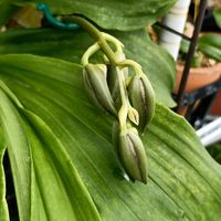 デンドロビウム,カタセタム,デンドロビウム  ヒビキ,ファレノプシス・エクエストリス,Ｃtsm.appendiculatum

x Ｃtsm.Ｊoao stivalliの画像
