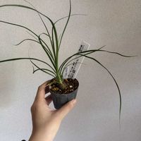 トックリラン,ボーカルニア・レクルバーター,ボーカルニア・レクルバーター,塊根植物,広島の画像