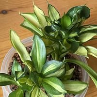 サンスベリア,観葉植物,ハイドロカルチャー,サンスベリア属,キジカクシ科の画像