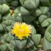 クーペリー,日高ミセバヤ,レーマニー,セダム属,花のある暮らしの画像