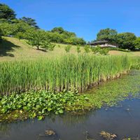 ガマ,ガマ,スイレン,アサザ,コウボネの画像