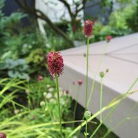 ワレモコウ,パンジー,桜吹雪,キモノ,地植えの画像
