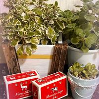 プレクトランサス,アロマティカス,プレクトランサス属 アロマティカス,プレクトランサス・ミントリーフ,アロマティカス斑入りの画像