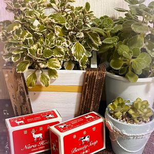 プレクトランサス,アロマティカス,プレクトランサス属 アロマティカス,プレクトランサス・ミントリーフ,アロマティカス斑入りの画像
