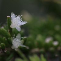 サボテン,リプサリス,Rhipsalis mesembryanthemoides,リプサリス　メセンブリアンテモイデス,多肉植物の画像