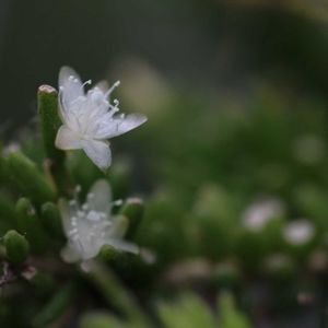 サボテン,リプサリス,Rhipsalis mesembryanthemoides,リプサリス　メセンブリアンテモイデス,多肉植物の画像