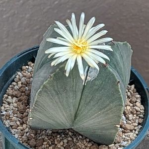 アストロフィツム・ランポー玉,今日　開花,センナ　ヤッシアメリディオナリス,茶傘の実生,実生の画像