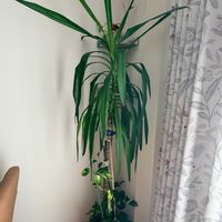ドラセナ,ドラセナ,ユッカ,我が家の観葉植物,観葉植物の画像