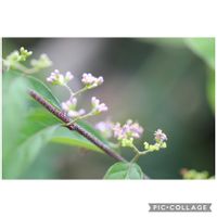 コムラサキ,とにかく暑い,元気をありがとう٩( ᐛ )و,山野草,魅力的✩°｡⋆の画像