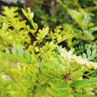 山椒,カマキリの画像