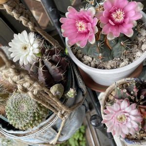 サボテン寄せ植え♡,ギムノさん♡,ほしつながり,だいすきがいっぱい,たいせつななかま♡の画像