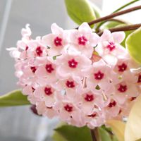 リトープス,ホヤ,花のある暮らし,多肉のある暮らし,植物のある暮らしの画像