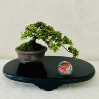 ツツジ,ミヤマキリシマ,深山霧島,盆栽,深山霧島ツツジの画像