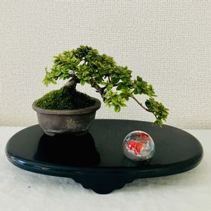 ツツジ,ミヤマキリシマ,深山霧島,盆栽,深山霧島ツツジの画像