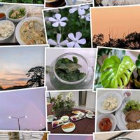 モンステラ,黒松,ツルコザクラ,パセリ,ハーブの画像