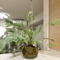 フレボディウム,フレボディウム ブルースター,観葉植物,苔玉,リビング・ダイニングの画像