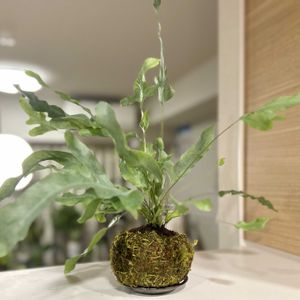 フレボディウム,フレボディウム ブルースター,観葉植物,苔玉,リビング・ダイニングの画像
